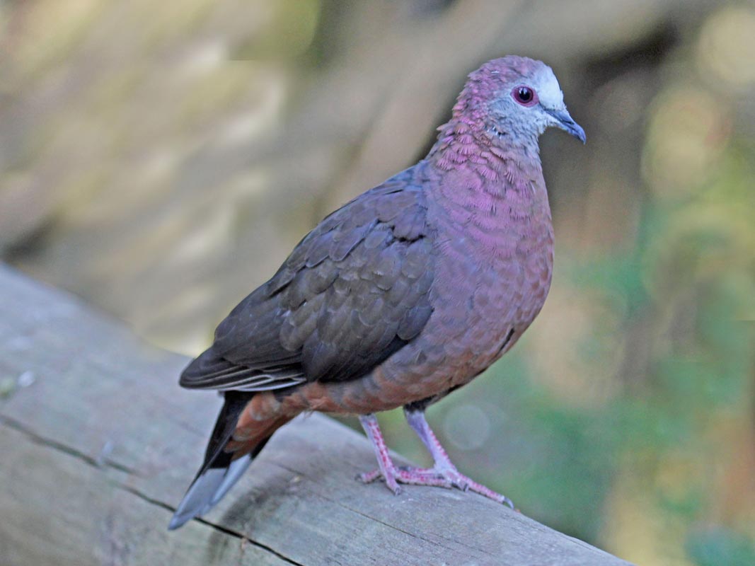 Bird In Everything Types Of Doves Birds