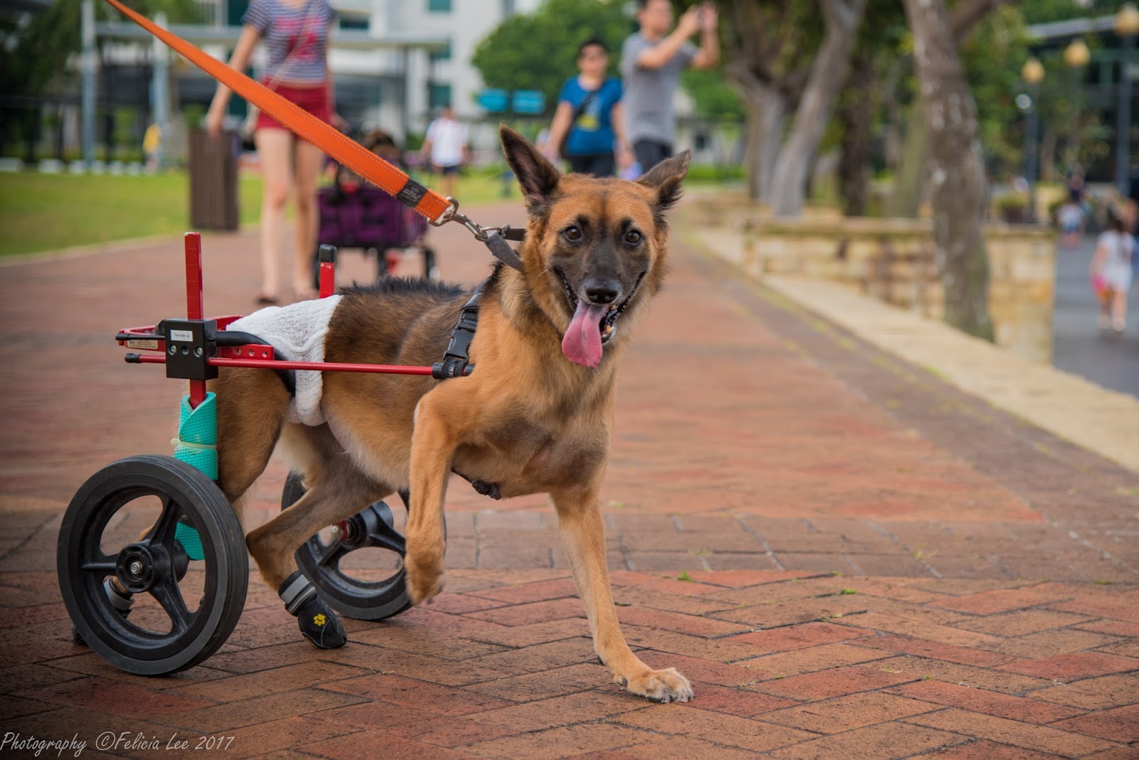 HOPE Dog Rescue What does it mean to adopt a special needs dog?