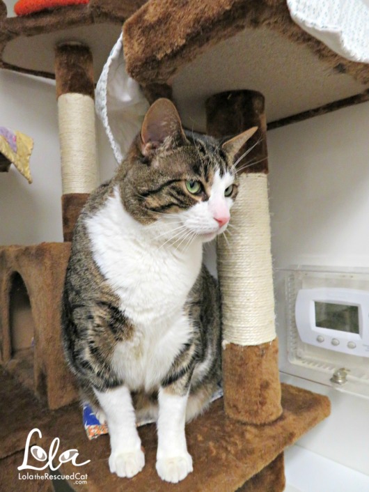 Tabbys Place|Cat Sanctuary