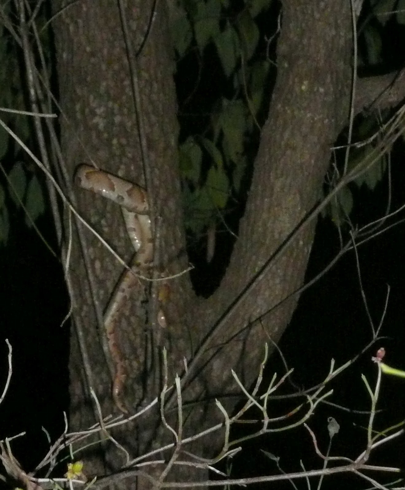 Springfield Plateau Copperhead Clusters