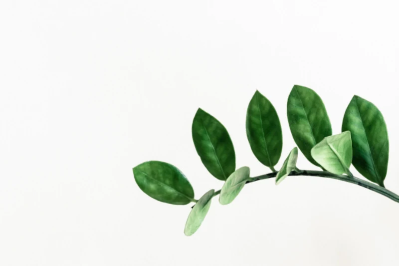 plant branch on white background