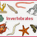 Penjelasan Klasifikasi Hewan Invertebrata
