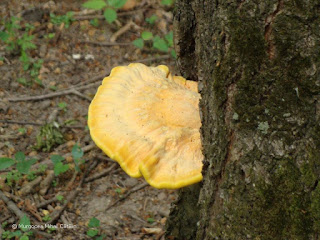 Laetiporus sulphureus DSC171834