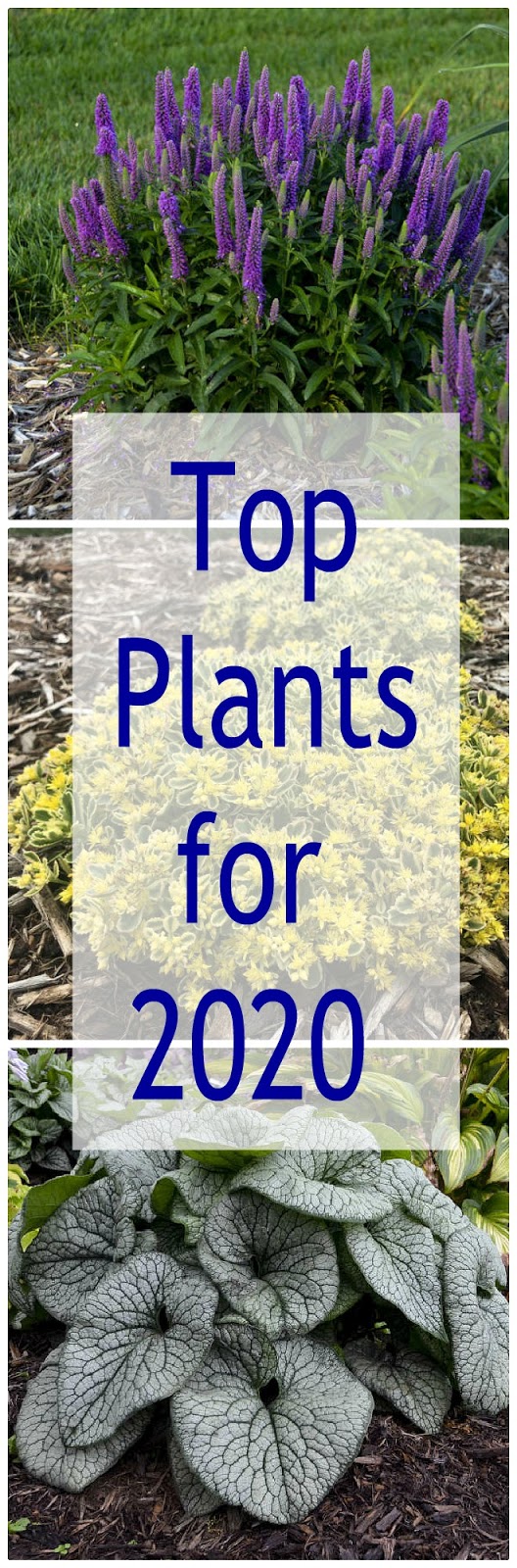 Top Perennials of 2020 Rustic & Refined