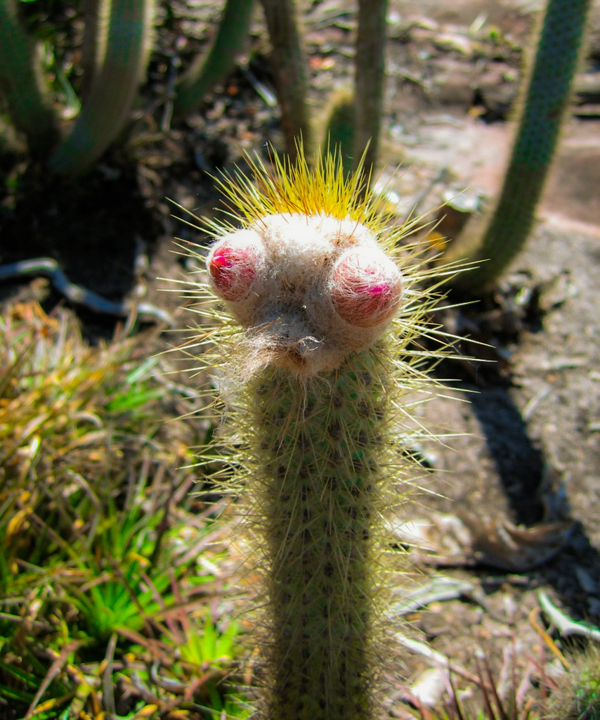 XiqueXique (Pilocereus gounellei)