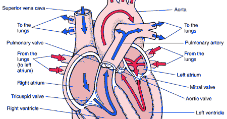 DIAGRAMS: Human heart blood flow diagram
