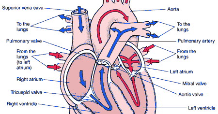 Related Keywords & Suggestions for heart diagram blood flow