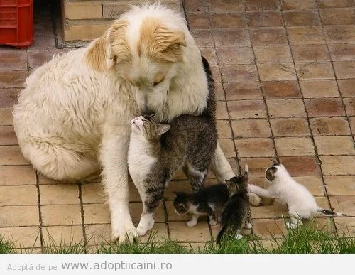 dragoste intre un caine si patru pisici (intre care trei pui de pisica)