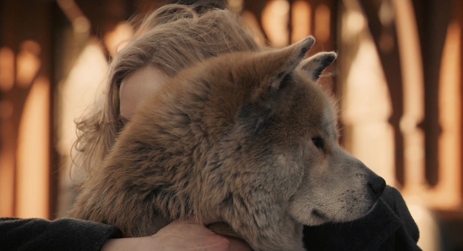 Hachiko+Siempre+a+tu+lado+%282009%29+FULL+HD+1080p+BDRip+Latino+-+Ingles+-+Descargatepelis.com.mkv_snapshot_01.23.11_%5B2020.01.11_08.21.48%5D.jpg (1600×867)
