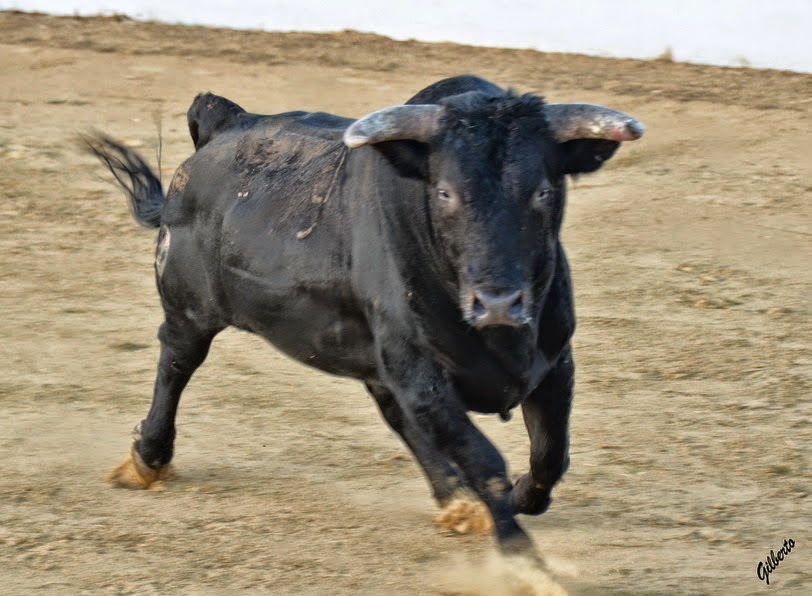 ambitotoros Sobre los pitones de los toros de Prieto de la Cal En Zalamea