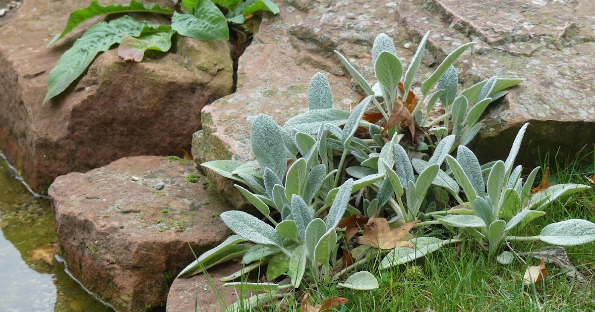 Luisengarten Hasenohr