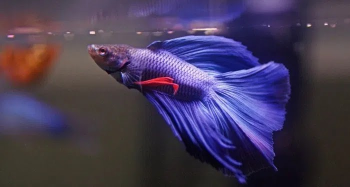 Tips Mudah Merawat Ikan Cupang Biar Gak Gampang Mati dan Tetap Cantik Tips Merawat Ikan Cupang