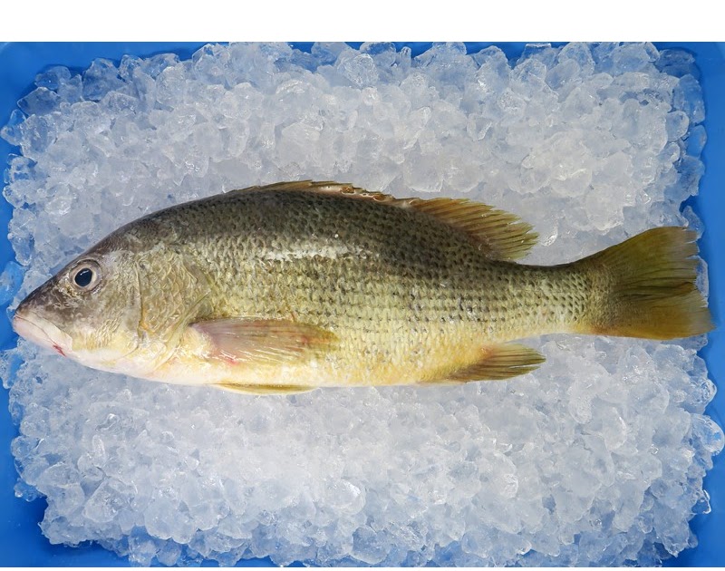 Frozen Golden Snapper/Johns Snapper
