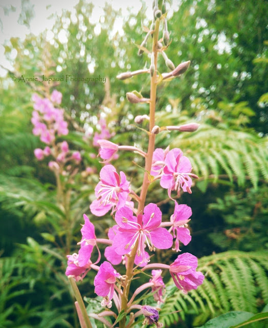 fireweed plant