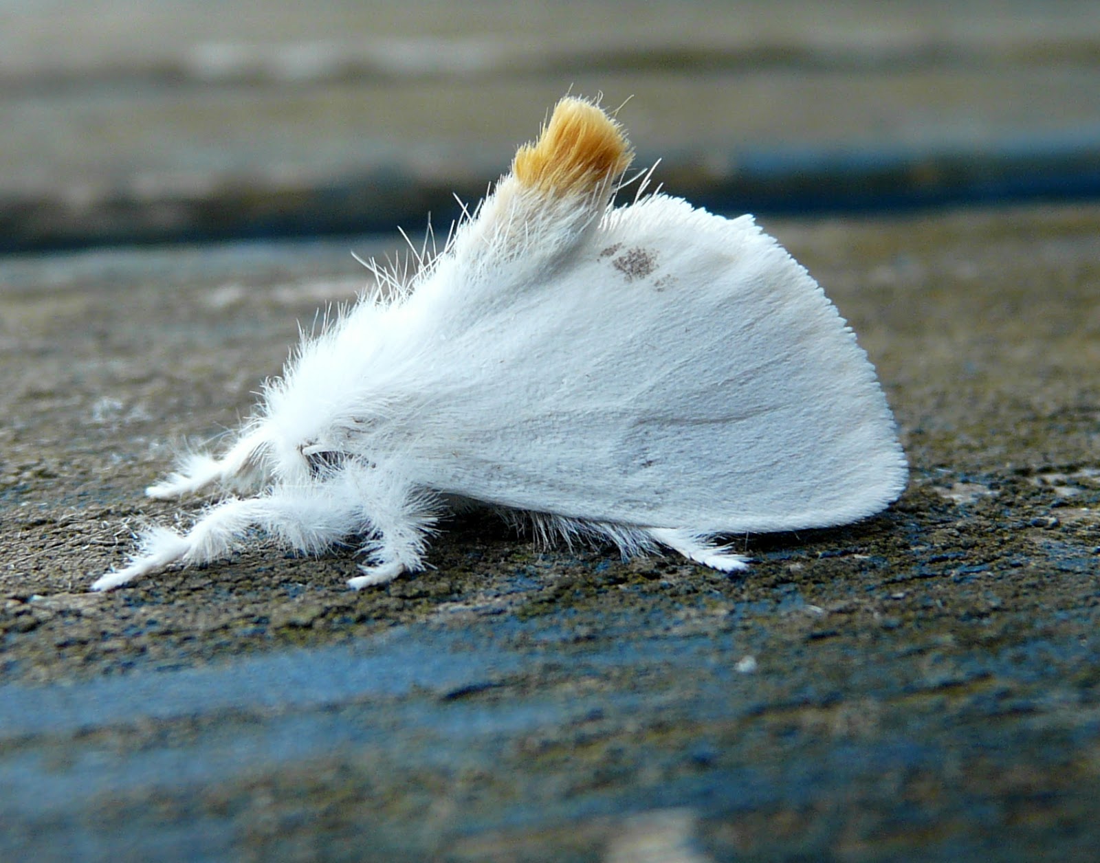 birdingexmouth Aquatic Moths