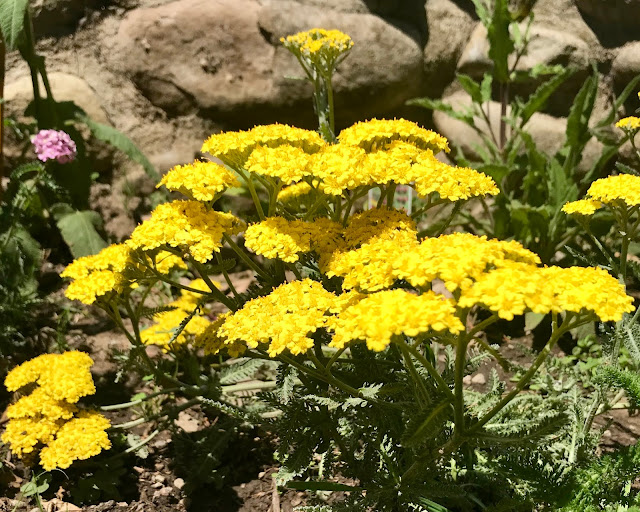 On Discovering A Garden Gopher Resistant Plants