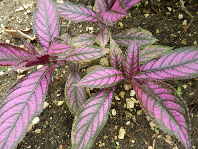 Strobilanthes dyerianus Persian Shield at Orchid World Barbados by garden muses-not another Toronto gardening blog