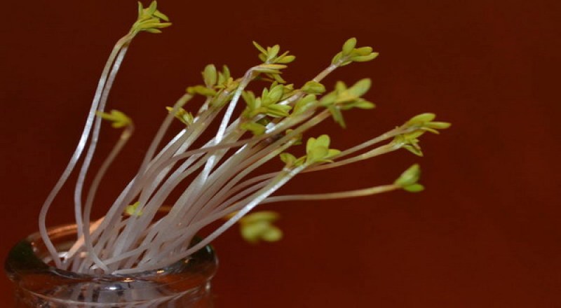 Materi Pembelajaran IPA Pelita Bangsa