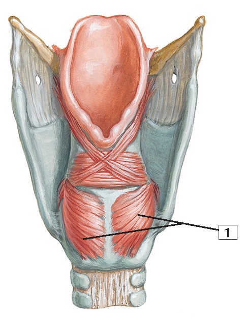 Intrinsic Muscles Of Larynx Anatomy Pediagenosis