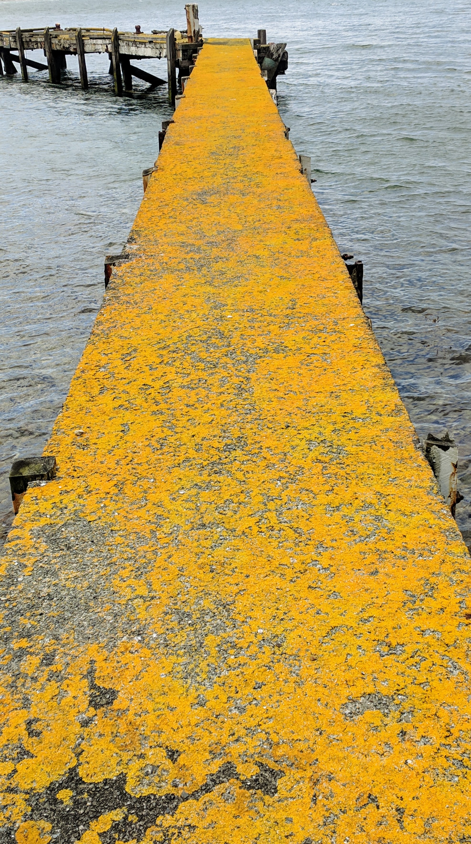 A yellow planked wharf
