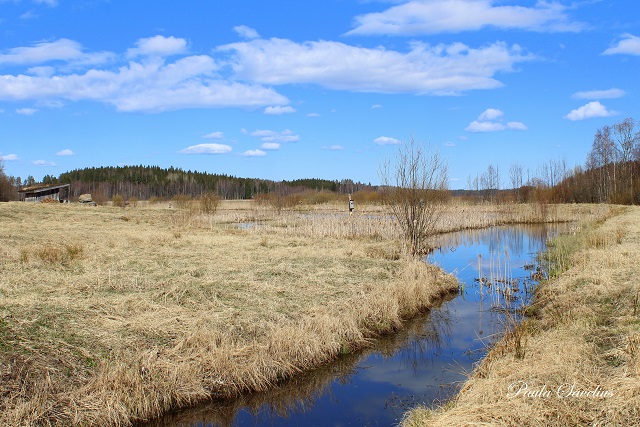 Oja Orjainlahden kosteikolla