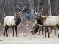 elk  near Colorado ski resorts