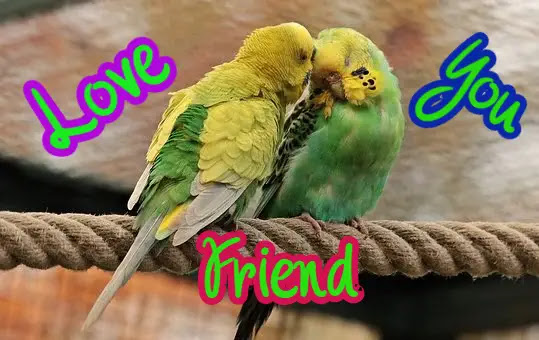 Beautiful Love Birds Images Free Download Beautiful Love Birds Images Free Download