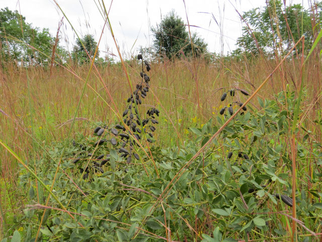 white false indigo