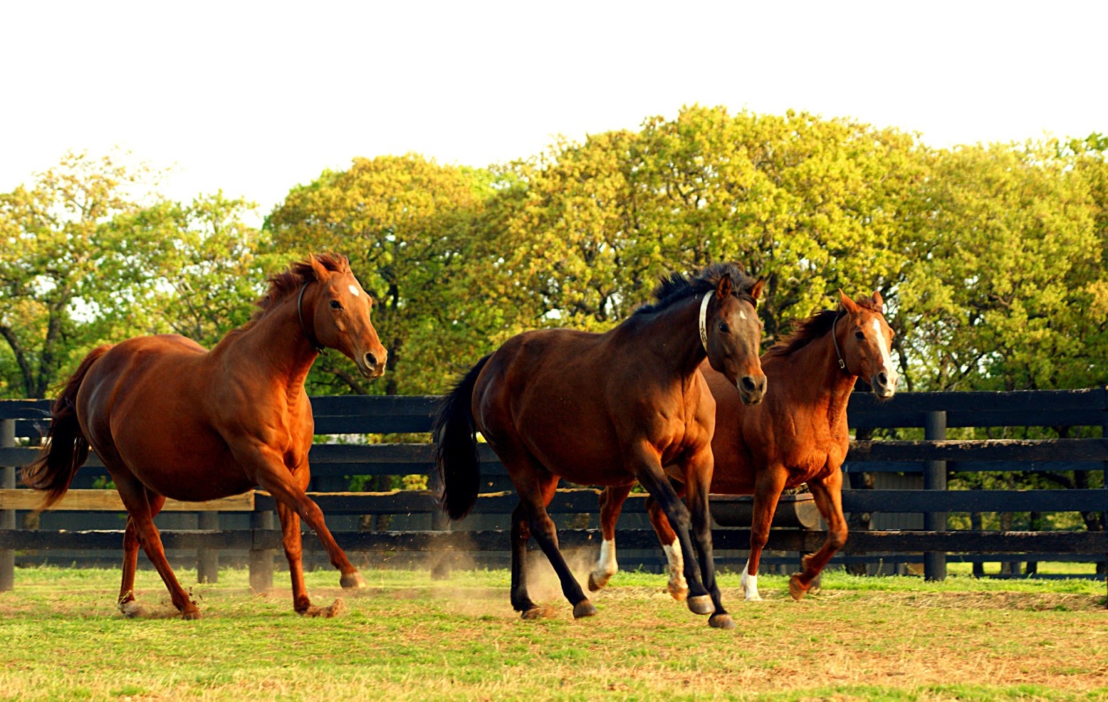 Past the Grandstand Recent Remarkable Broodmares, Part Two