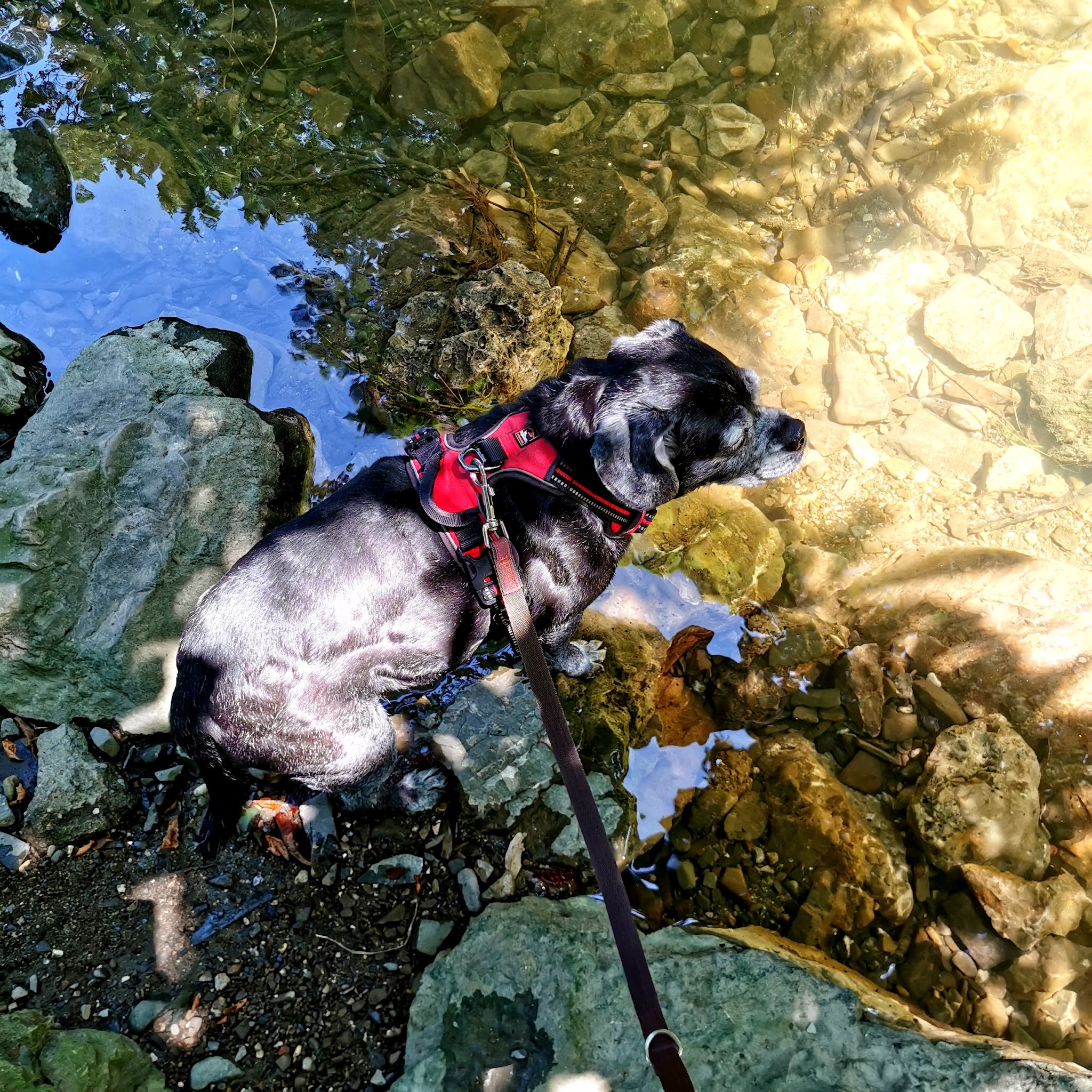 Mein fast alltägliches Tagebuch Selbst dem Hund scheint der ewig