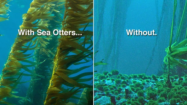 kelp-sea-otters-and-diet-to-save-planet