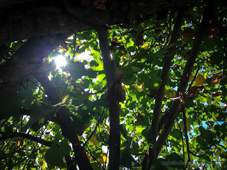 Sunlight Shining Through Leaves Of Tropical Beach Shade Tree In The Dry Season At The Village Umeanyar North Bali Indonesia