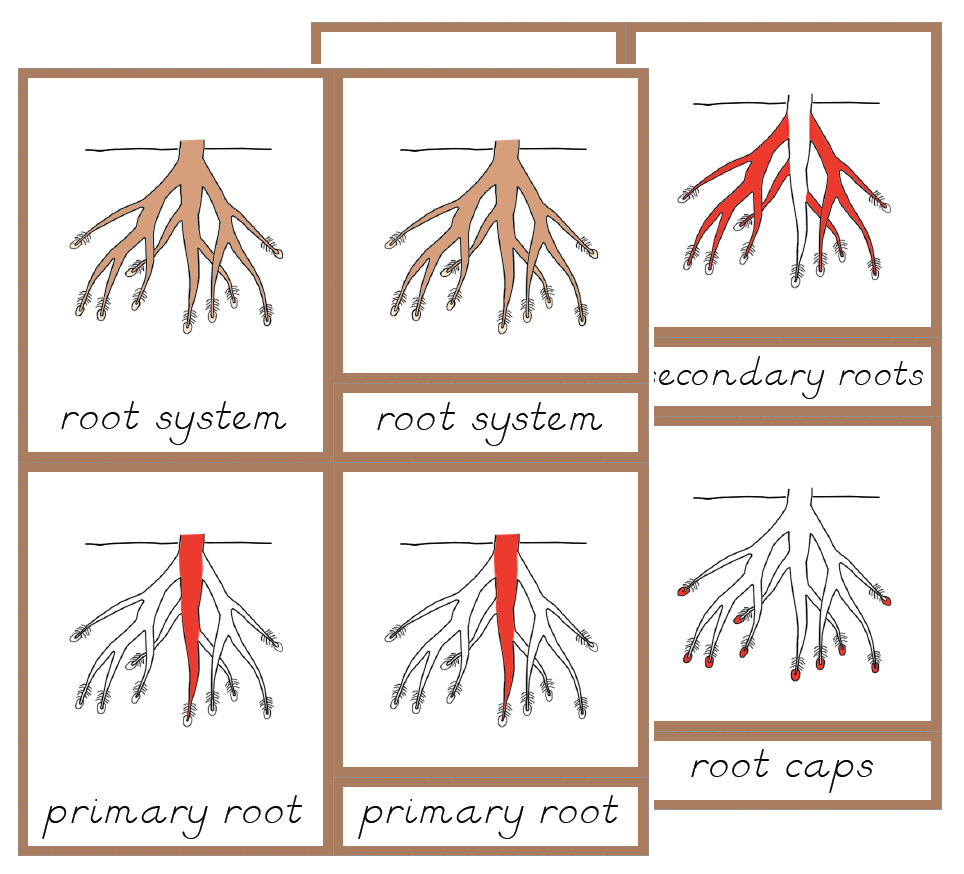 The Helpful Garden: Montessori Botany Primary Parts of Cards - Update!!!