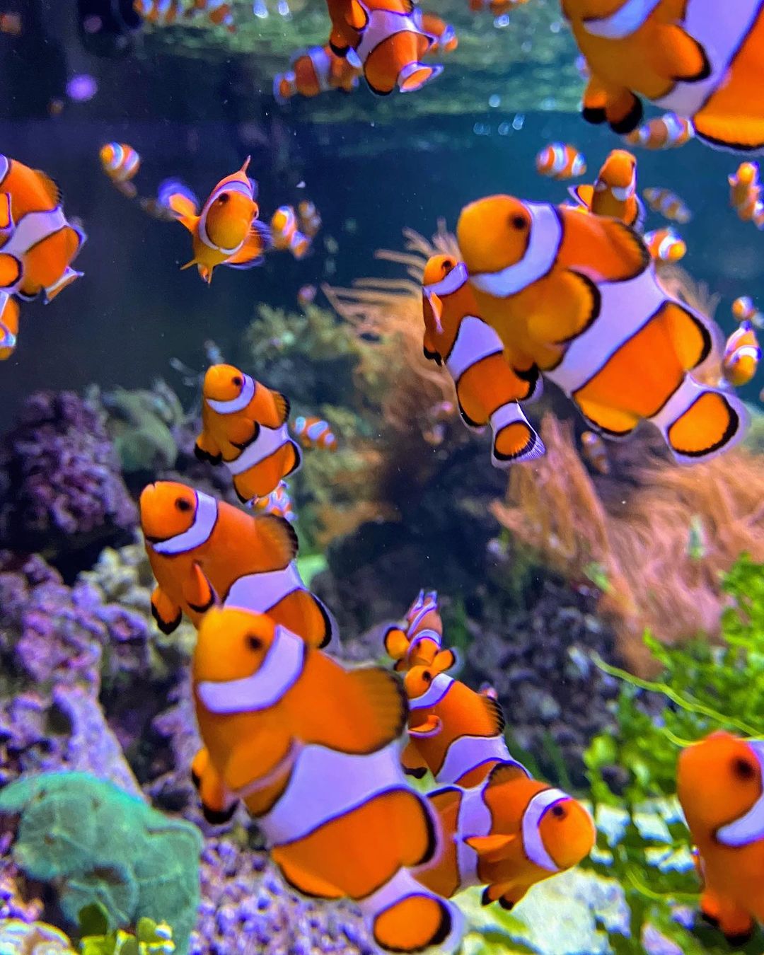 wisata bawah laut di london