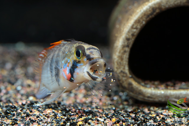 Apistogramma sp. D39 (sp. Alto Vaupés I)