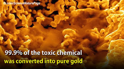 Scientists have found a bacterium that ‘poops’ gold.