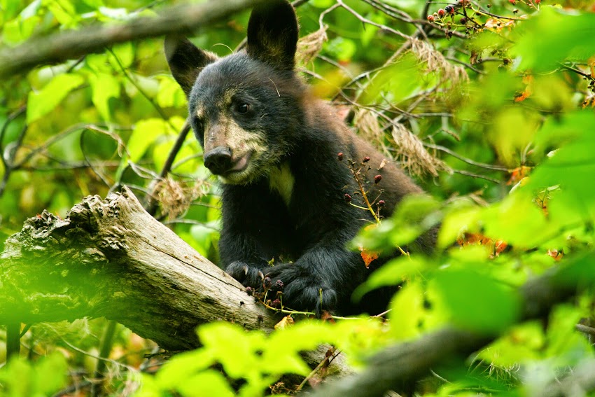 2014 Year of the Black Bear