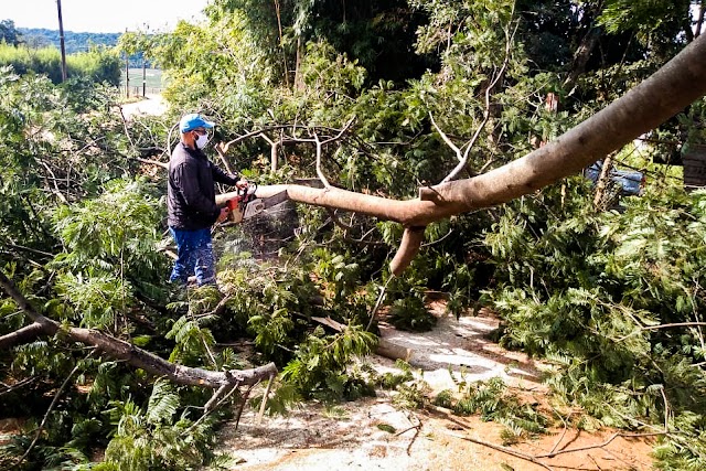 Prefeitura intensifica trabalho e retira árvores que caíram durante a chuva de domingo