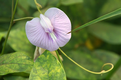 Benefits of Aparajita (Clitonia ternatea) Herbal Arcade