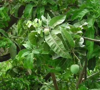 Mango leaves and green fruit