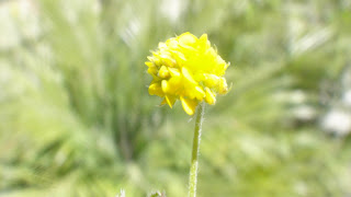 yellow weed