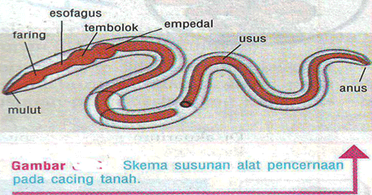 Sistem Pencernaan Pada Hewan Invertebrata Cacing Tanah Dan Serangga