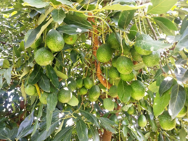 avocado farming in Kenya