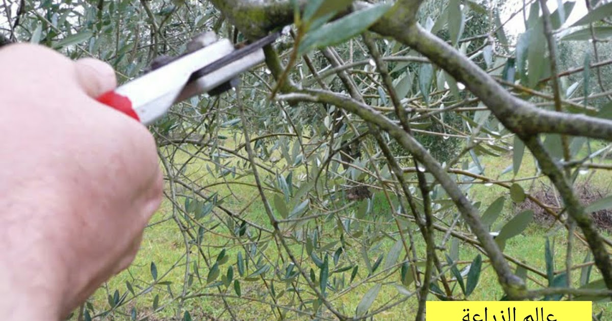 HI video, olive Waialua pruning tree