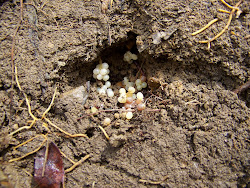 where do centipedes lay eggs in houses 1