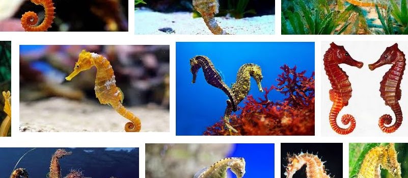 Mengenal Kuda Laut yang Unik dan Cantik
