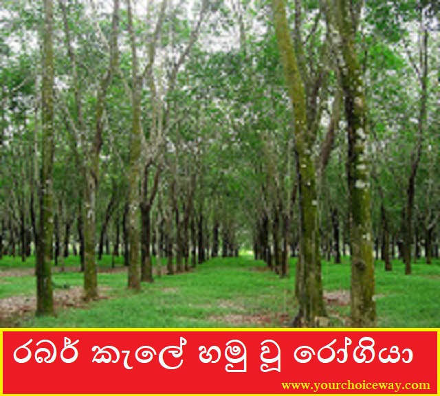 රබර් කැලේ හමු වූ රෝගියා (Rabar Kale) - Your Choice Way