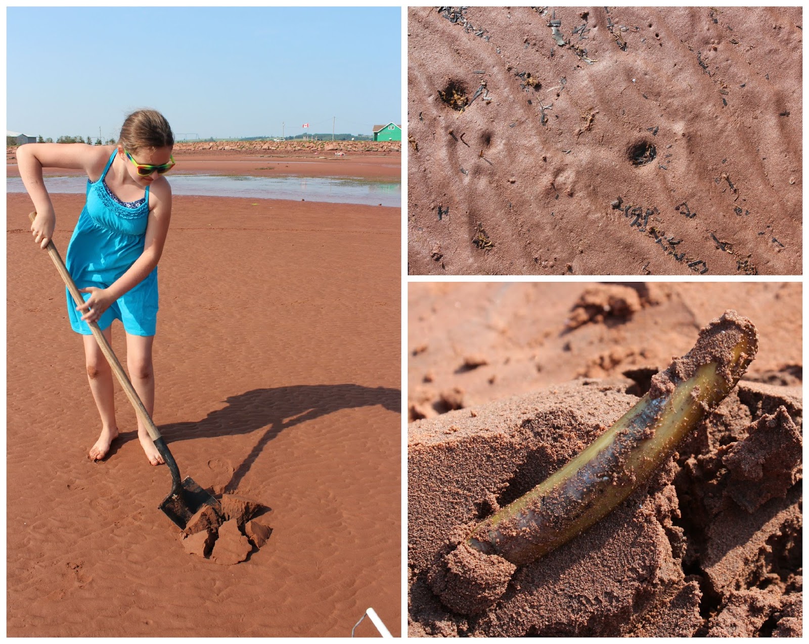 Digging for Clams in Prince Edward Island