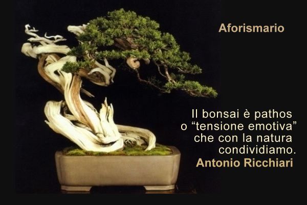 Aforismario Aforismi Frasi E Citazioni Sui Bonsai