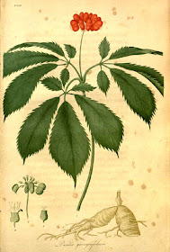 American ginseng illustration